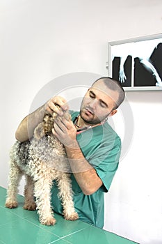 Veterinarian Doctor