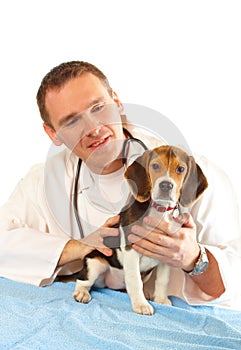 Veterinarian doctor and a beagle puppy