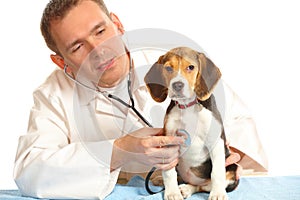 Veterinarian doctor and a beagle puppy