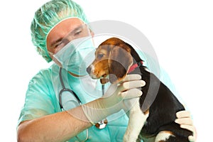 Veterinarian doctor and a beagle puppy