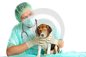 Veterinarian doctor and a beagle puppy