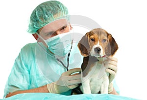 Veterinarian doctor and a beagle puppy