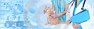 Veterinarian doctor with cat in veterinary clinic.