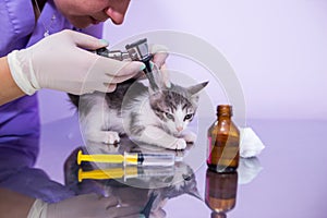 A veterinarian doctor checks the cat`s ears with an otoscope in a veterinary clinic. Veterinary care for pets