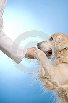 Veterinarian doctor with dog