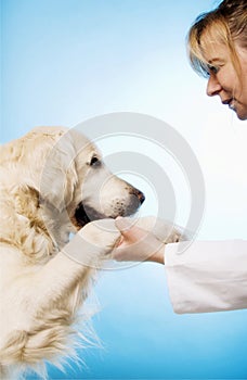 Veterinario medico il cane 