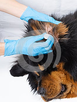 Veterinarian doctor dripping medicine into the ears of a sick dog. Treatment dogs have the vet