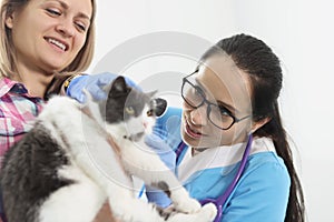 Veterinarian doctor examines a cat ears in clinic