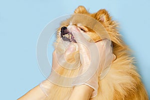 Veterinarian doctor examines an oral cavity and teeth in a dog.