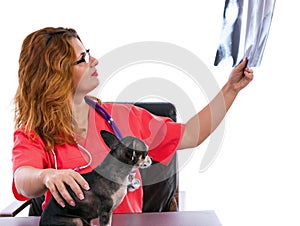 Veterinarian doctor examining a Chihuahua's radiography