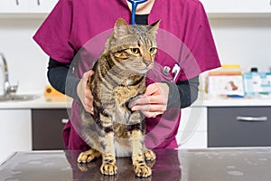 Veterinarian doctor examining a cute cat