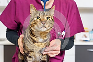 Veterinarian doctor examining a cute cat