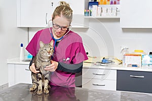 Veterinarian doctor examining a cute cat