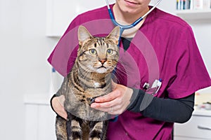 Veterinarian doctor examining a cute cat