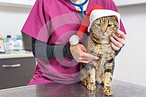 Veterinarian doctor examining a cute cat with santa claus hat