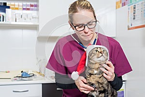 Veterinarian doctor examining a cute cat with santa claus hat