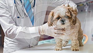 Veterinarian doctor is examining dog in veterinary