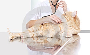 Veterinarian doctor examining a ginger red cat on the table at v