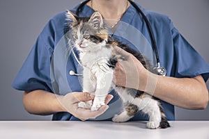 Veterinarian doctor examining a long haired tortoiseshell kitten background