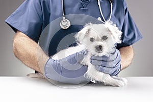 Veterinarian doctor examining a Maltese puppy