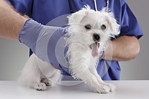 Veterinarian doctor examining a Maltese puppy