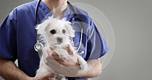 Veterinarian doctor examining a Maltese puppy photo