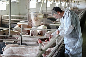 Veterinarian Doctor Examining Pigs at a Pig Farm