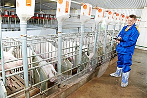 Veterinarian doctor examining pigs at a pig farm