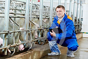 Veterinarian doctor examining pigs at a pig farm