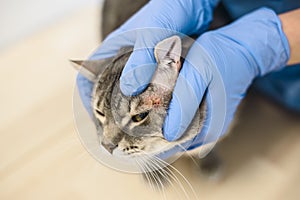 Veterinarian doctor is examining the skin disease of a cat