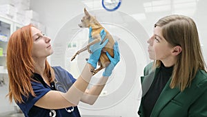 Veterinarian doctor examining of a small dog of the breed Chihuahua in a veterinary clinic