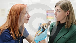Veterinarian doctor examining of a small dog of the breed Chihuahua in a veterinary clinic