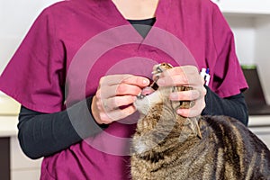 Veterinarian doctor giving a pill for deworming a cat