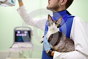 Veterinarian doctor are going to do an x-ray of the breed Cornish Rex cat during the examination in veterinary clinic