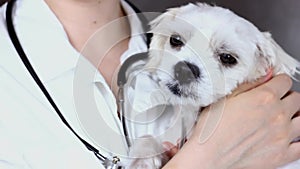 Veterinarian doctor holding an ill Maltese puppy during a dog vet check up