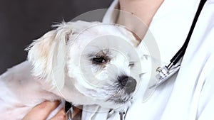 Veterinarian doctor holding an ill Maltese puppy during a dog vet check up close up