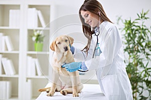 Veterinarian doctor and a labrador puppy photo