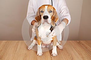 Veterinarian doctor making check up of a beagle dog with a stethoscope
