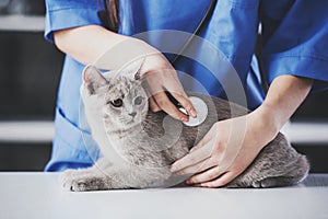 Veterinarian doctor is making a check up of a cute beautiful cat