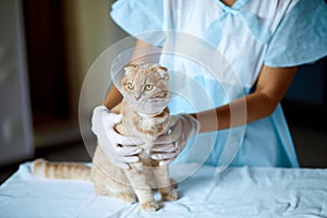 Veterinarian doctor is making a check up of a cute beautiful cat with plastic cone collar after castration, Veterinary