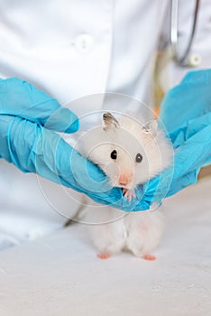 Veterinarian doctor is making a check up of a little hamster. Veterinary Concept.