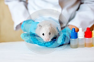 Veterinarian doctor is making a check up of a little hamster. Veterinary Concept.