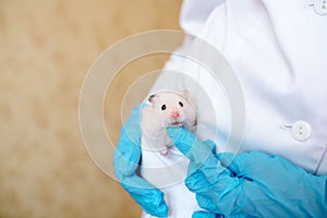 Veterinarian doctor is making a check up of a little hamster. Veterinary Concept