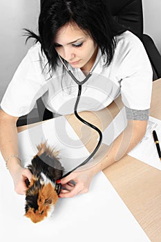 Veterinarian doctor making a checkup of a pet