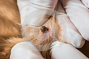 Veterinarian doctor removing a tick from the dog