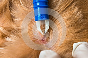 Veterinarian doctor removing a tick from the dog