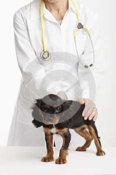 Veterinarian doctor and spaniel puppy