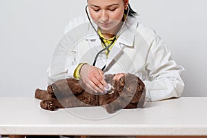 Veterinarian doctor with stethoscope checking up cat. medicine, pet, animals and people concept