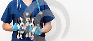 Veterinarian Doctor with stethoscope wearing blue uniform holding cute fluffy 3 three black and white welsh corgi