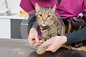 Veterinarian doctor trimming the nails of a cute cat